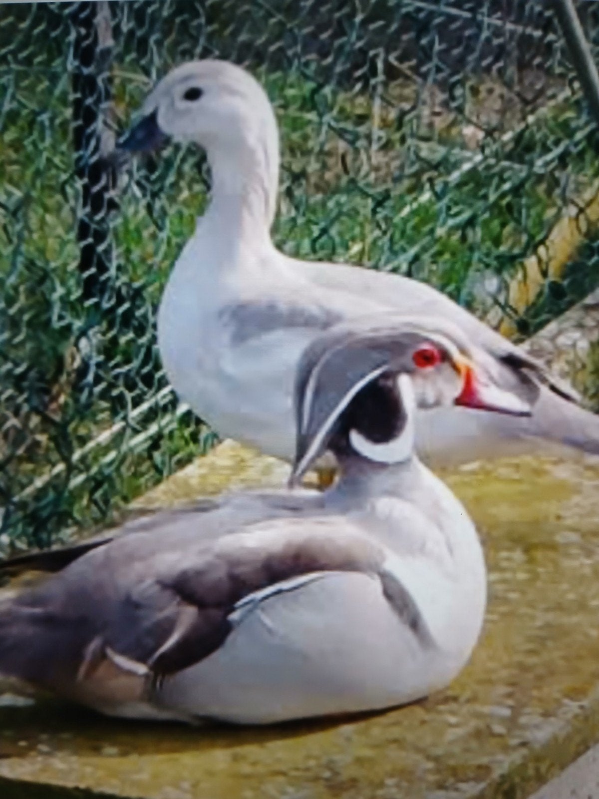 Zilver carolina/ siereenden, Dieren en Toebehoren, Pluimvee