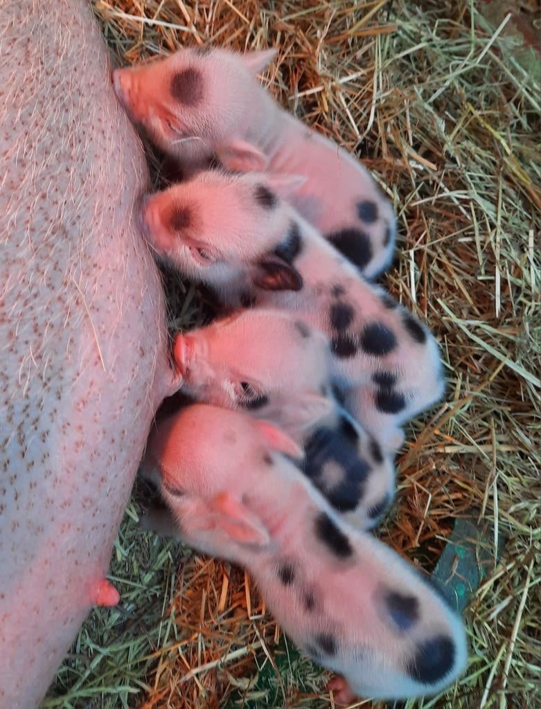 Göttinger minivarkens biggetjes, Mâle, Porcs, 0 à 2 ans