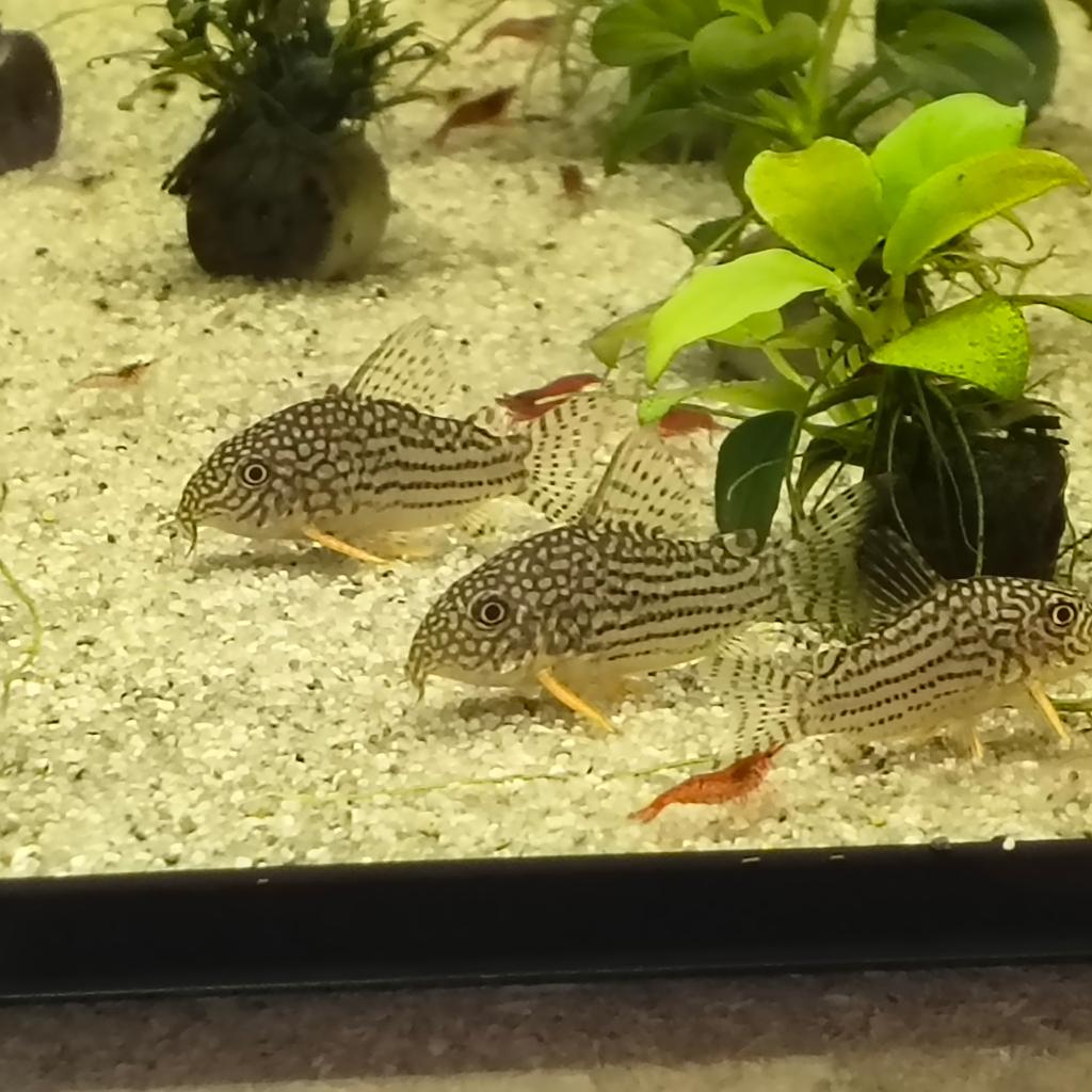 sterbai corydoras, Dieren en Toebehoren