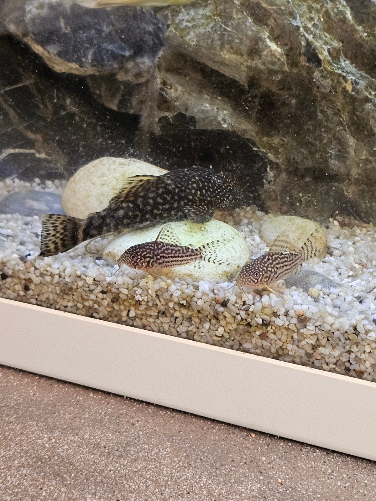 Ancistrus (Pleco), Poisson, Poisson d'eau douce