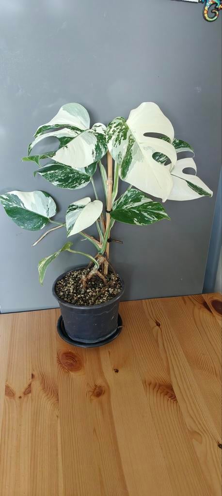 Monstera variegata, Huis en Inrichting, Kamerplanten, Ophalen