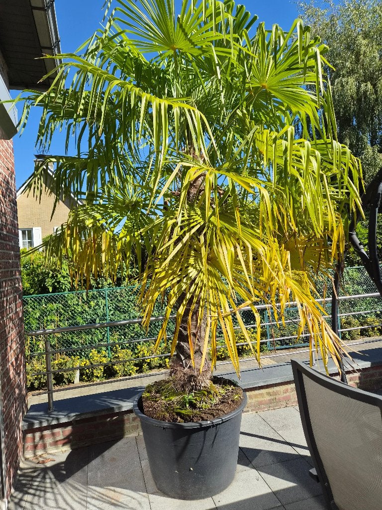 Palmboom, Tuin en Terras, Halfschaduw, Palmboom, 400 cm of meer, Ophalen