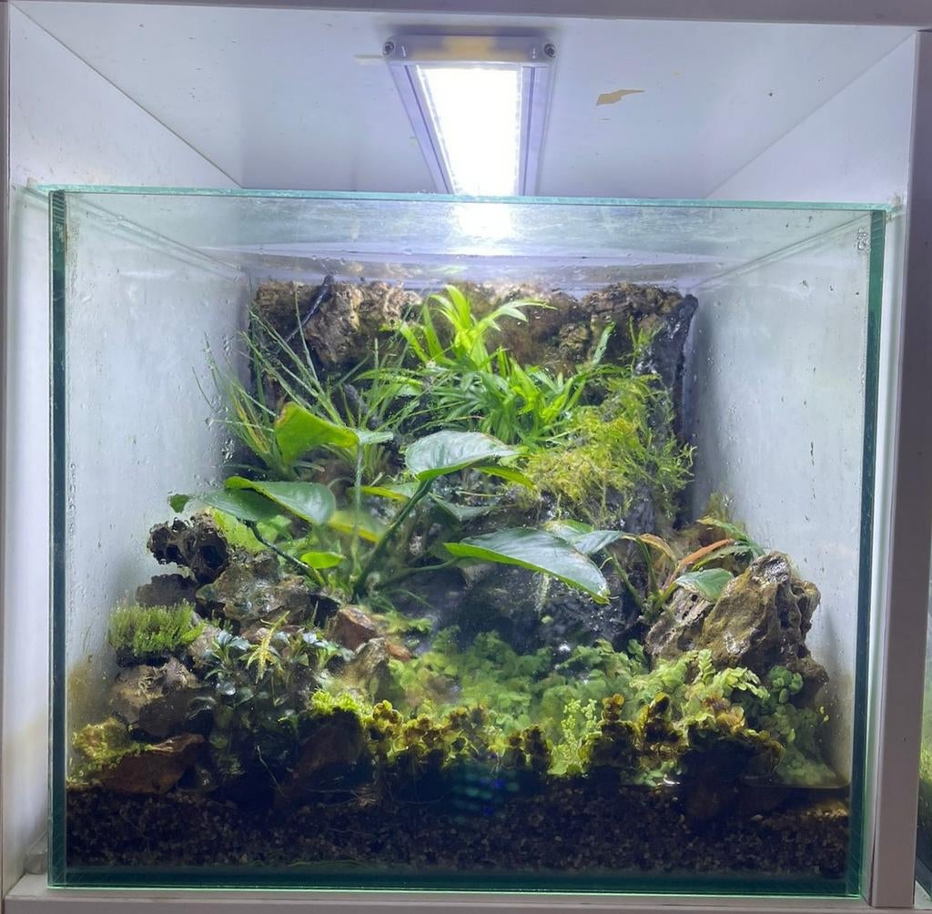 Terrarium vivarium aquarium, Animaux & Accessoires, Enlèvement, Comme neuf, Aquarium d'eau douce rempli, Autres marques