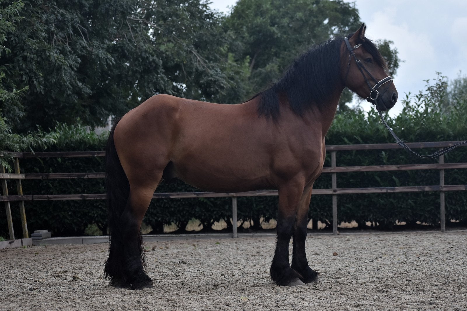 ** super lieve en stoere kruising fries x ardenner **, B, Hongre, Avec puce électronique, 160 à 165 cm