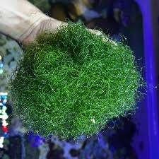 Portie chaeto - zeewater aquarium (10€/portie), Dieren en Toebehoren, Ophalen of Verzenden, Nieuw, Plant(en), Steen of Hout