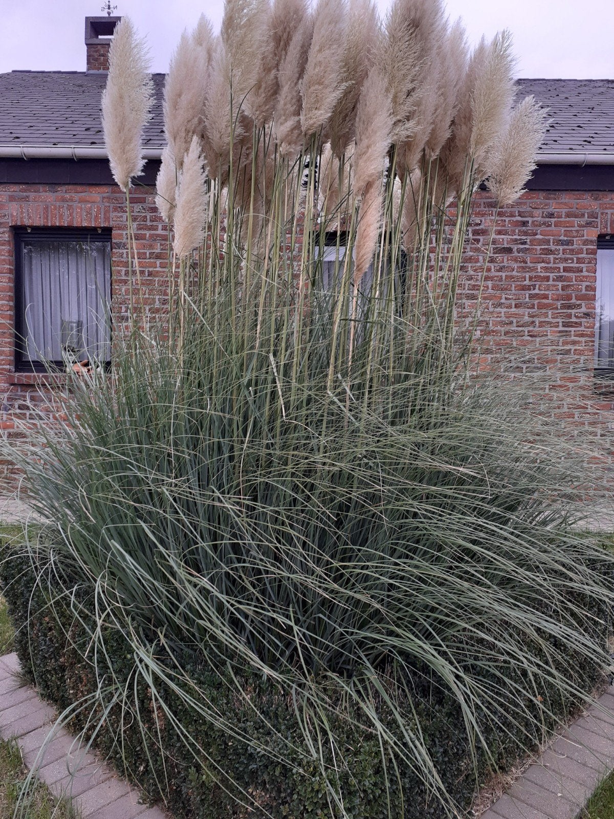 Pluimen, Ophalen