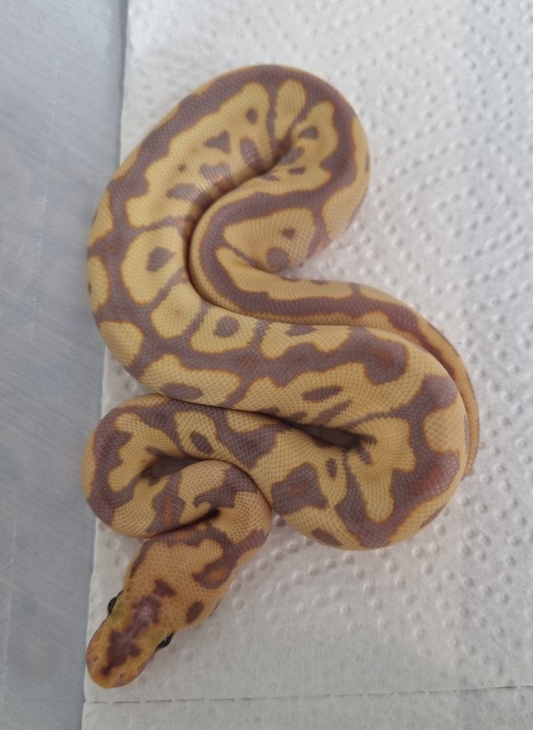 1.0 banana od (spotnose) koningspython Ball Python - male for sale from Mex