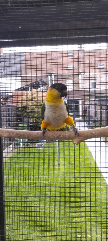 Zwartkop caique man 2025, Dieren en Toebehoren, Mannelijk, Papegaai, Geringd