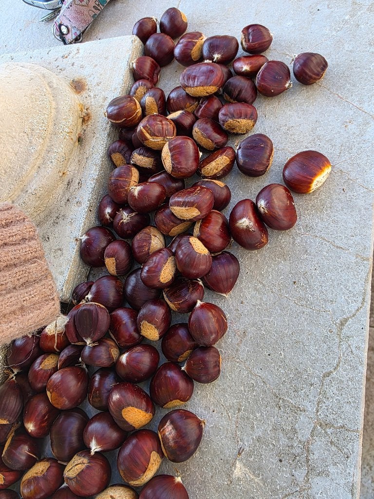 Kastanjes uit eigen tuin te koop, Diversen, Ophalen