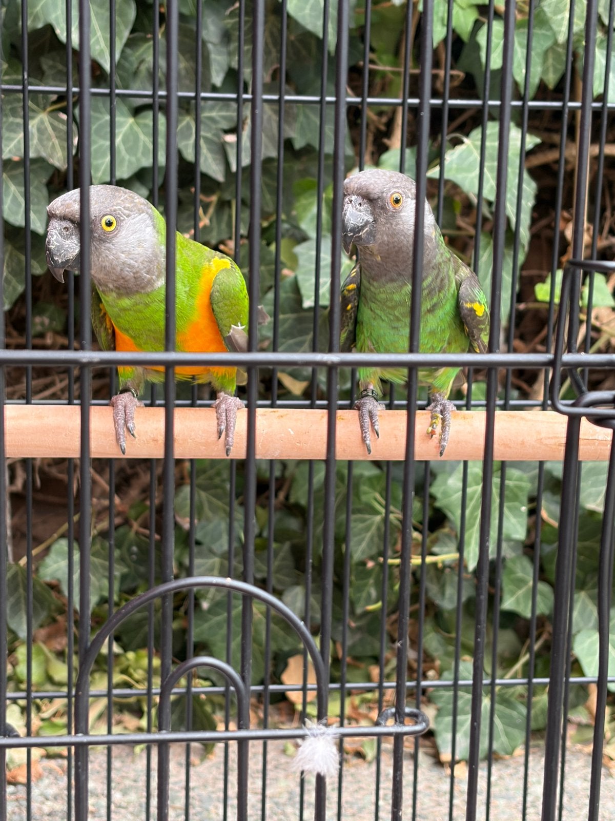 1-1 kweekkoppel bonte boer x meyer hybride papegaaien, Dieren en Toebehoren, Vogels | Parkieten en Papegaaien, Meerdere dieren