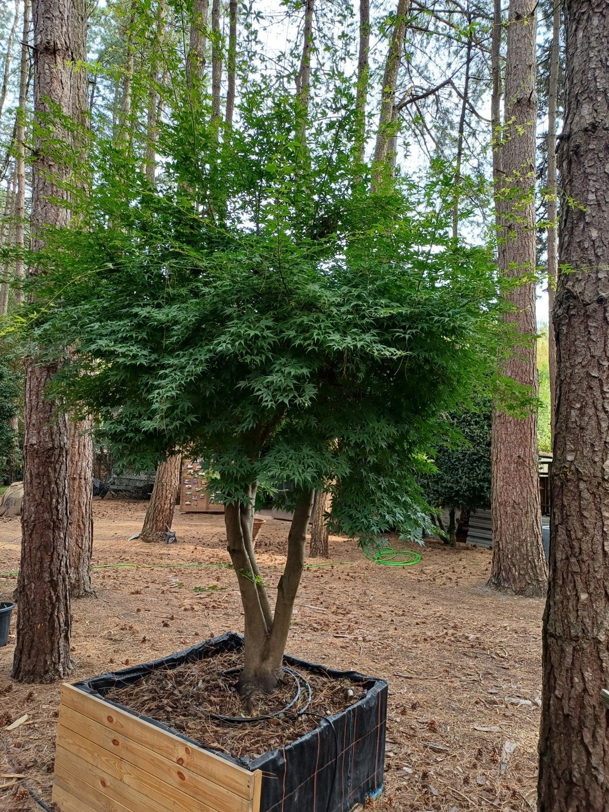 japanse esdoorn dikke stam, Tuin en Terras, Planten | Bomen, Ophalen