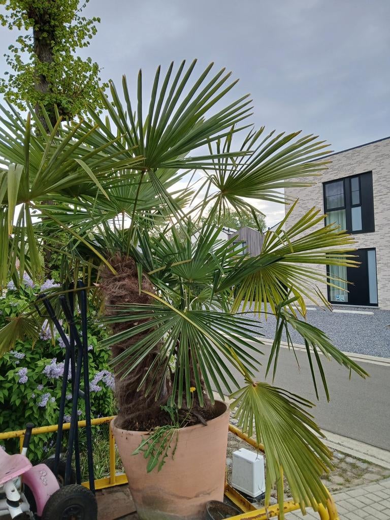 Palmboom fortunei, Tuin en Terras, Ophalen