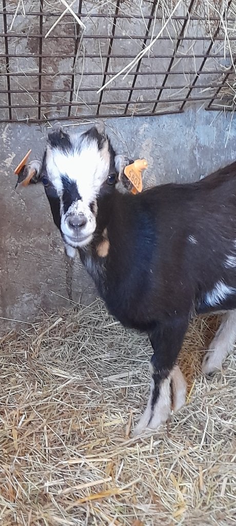 "Super mooie dwerggeitjes", Chèvre, 0 à 2 ans