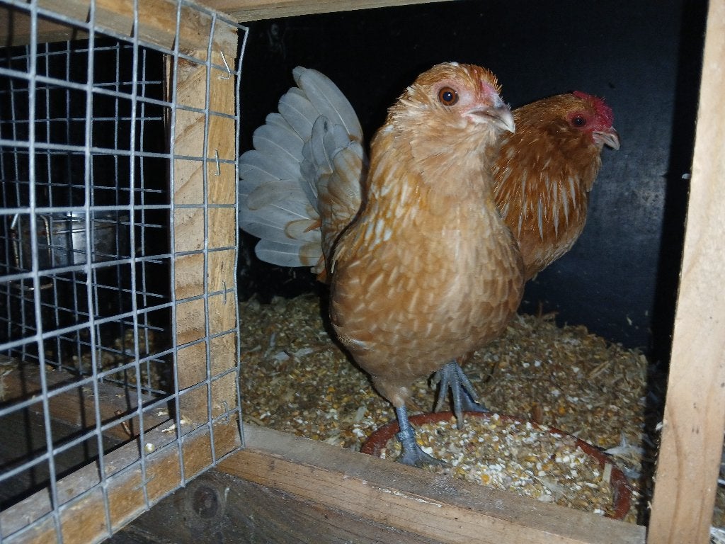 Antwerpse Baardkriel witkwartel, Dieren en Toebehoren, Meerdere dieren, Kip