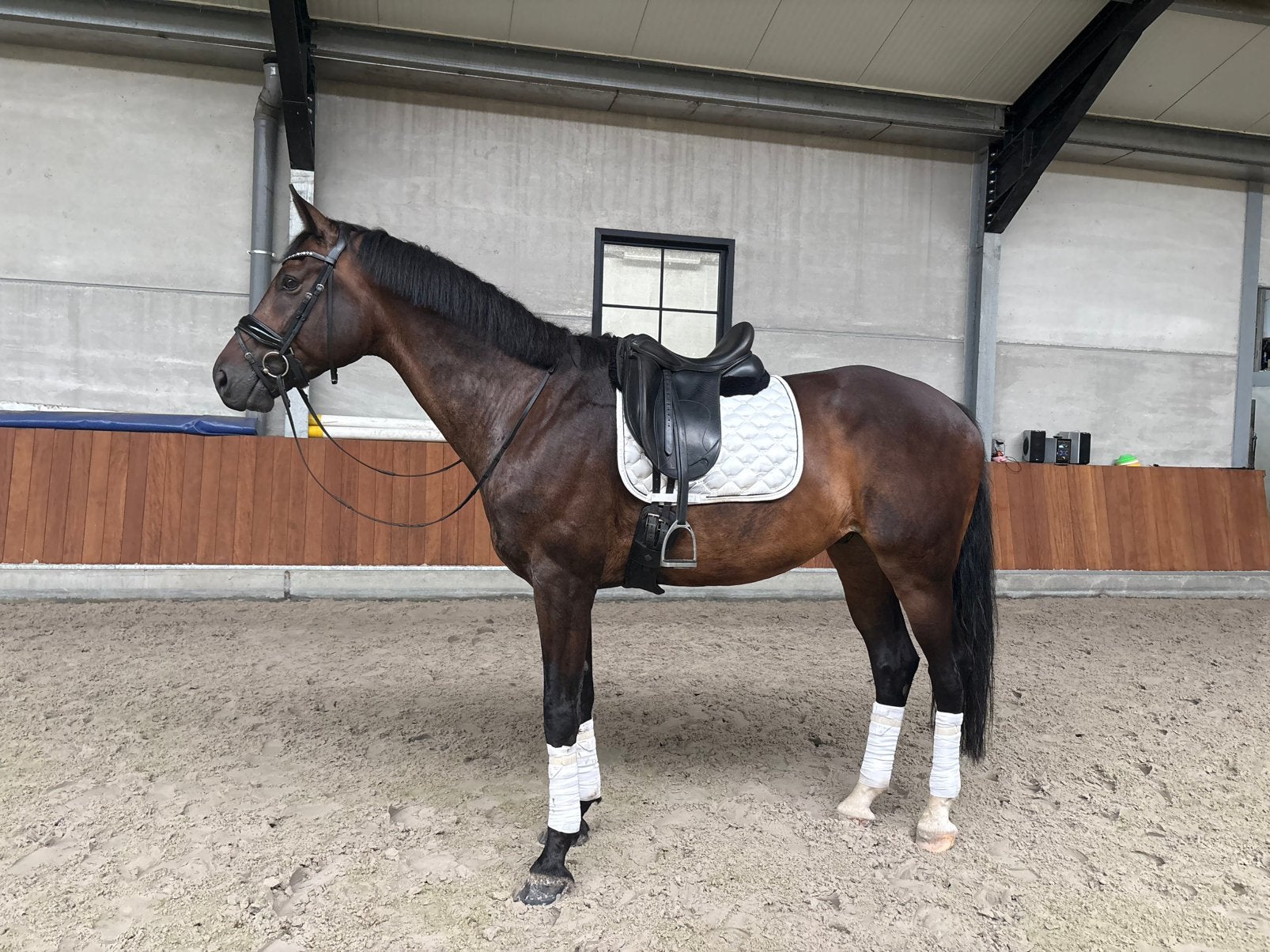 9yo gelding by Grand Galaxy Win (Apache) x Gribaldi, Dieren en Toebehoren, Paarden, Met stamboom, Ruin, Dressuurpaard, 170 tot 175 cm