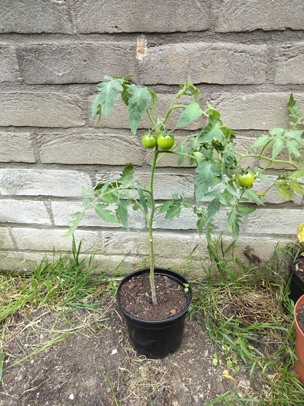 Tomatenplanten in pot, Ophalen, In pot