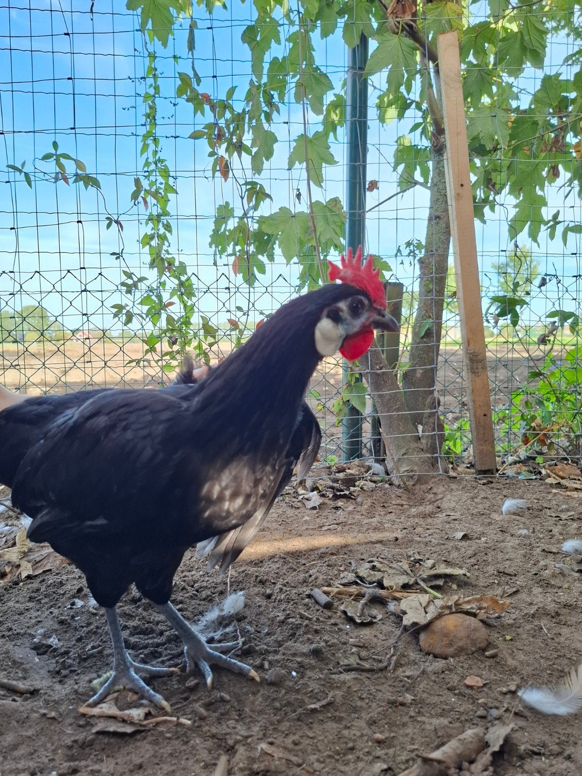 zwarte kip, spaanse witwang kip, Dieren en Toebehoren, Kip