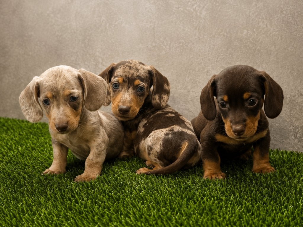 Dwergtekel pups eigen fok, Animaux & Accessoires, Poils courts, Maladie de Carré (chiens), 8 à 15 semaines, Plusieurs