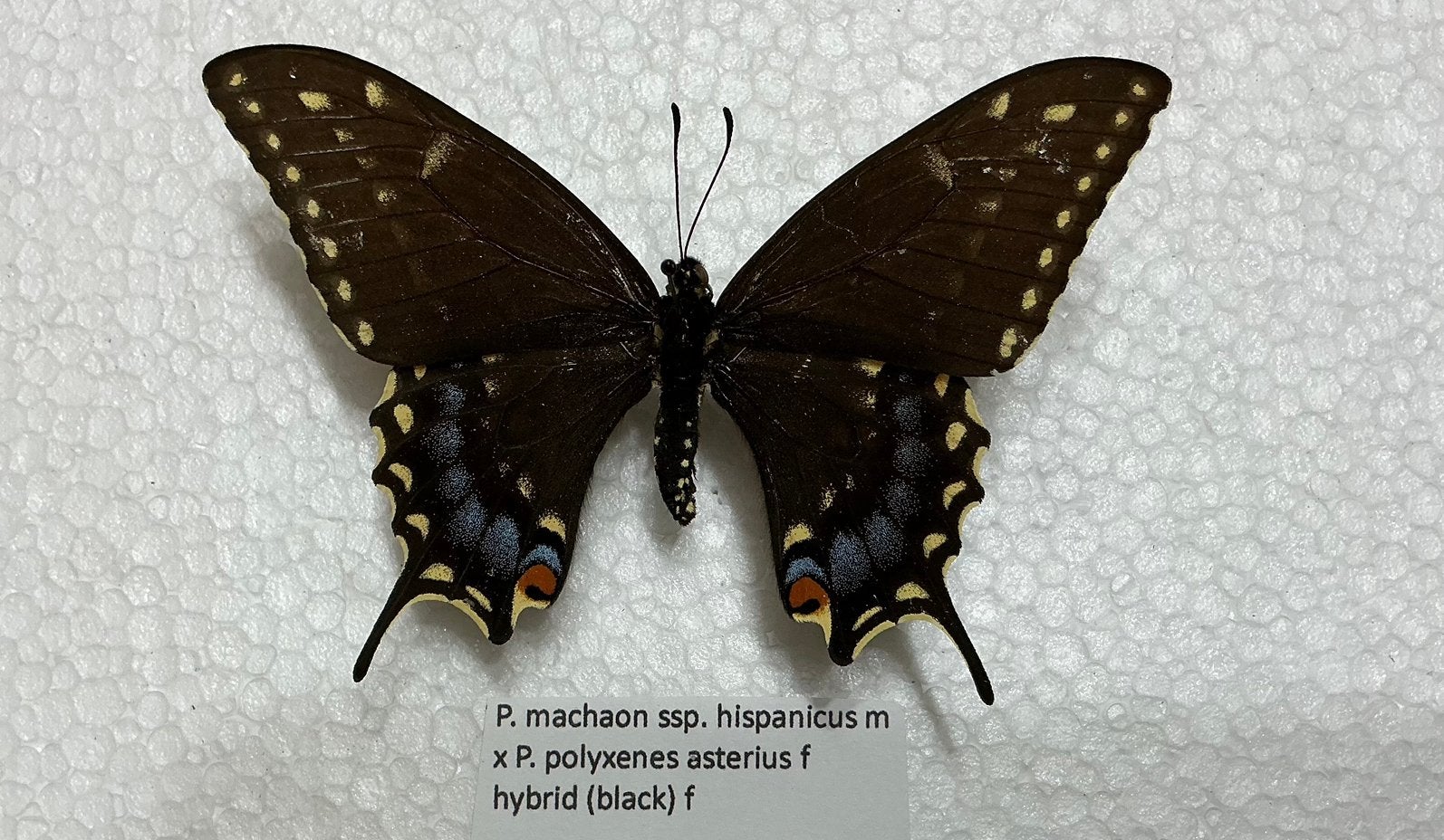 P. machaon x P. polyxenes asterius hybride, Enlèvement, Comme neuf