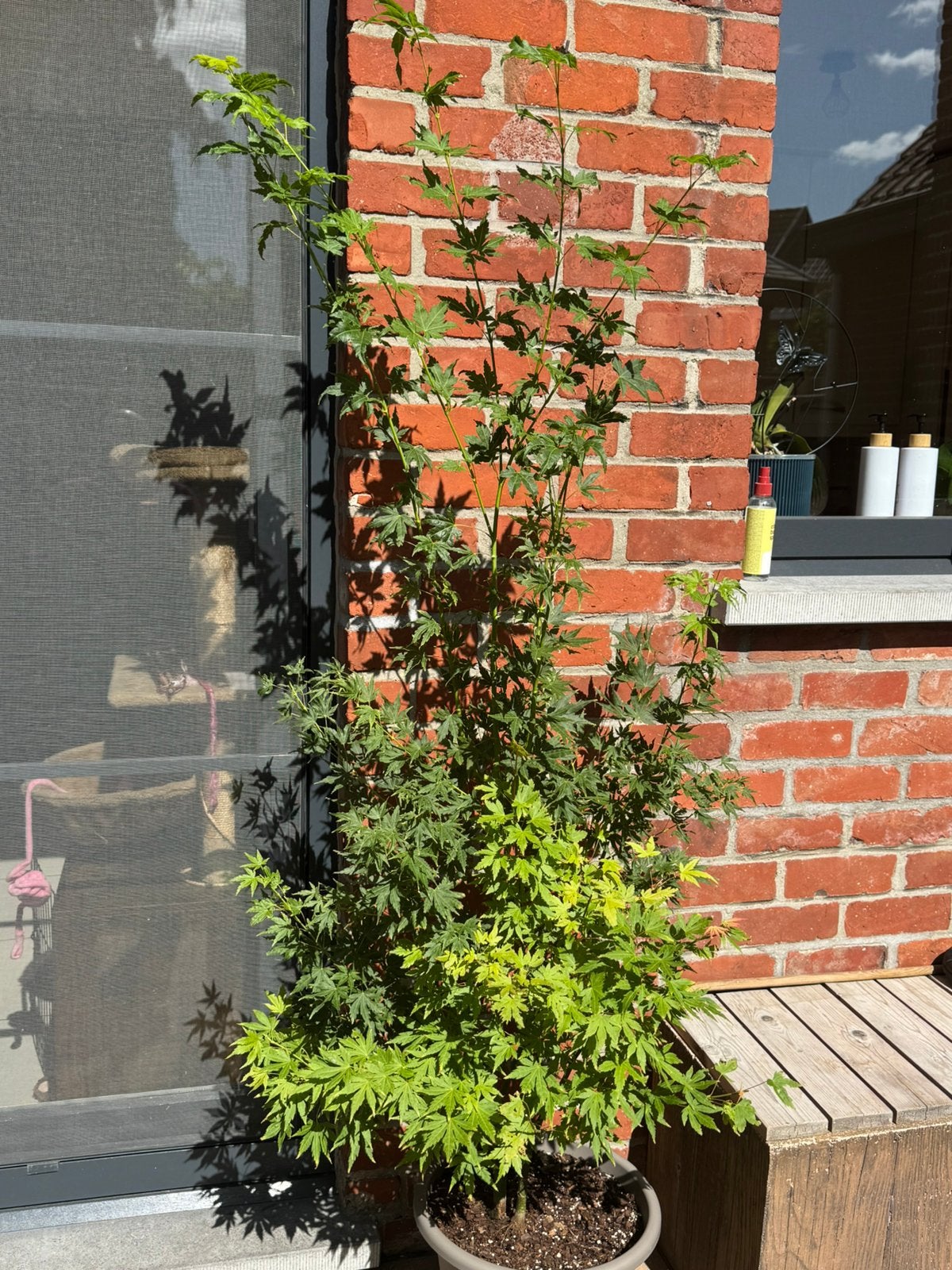 Acer Palmatum Festival, Tuin en Terras, Halfschaduw, Overige soorten, 100 tot 250 cm, Ophalen
