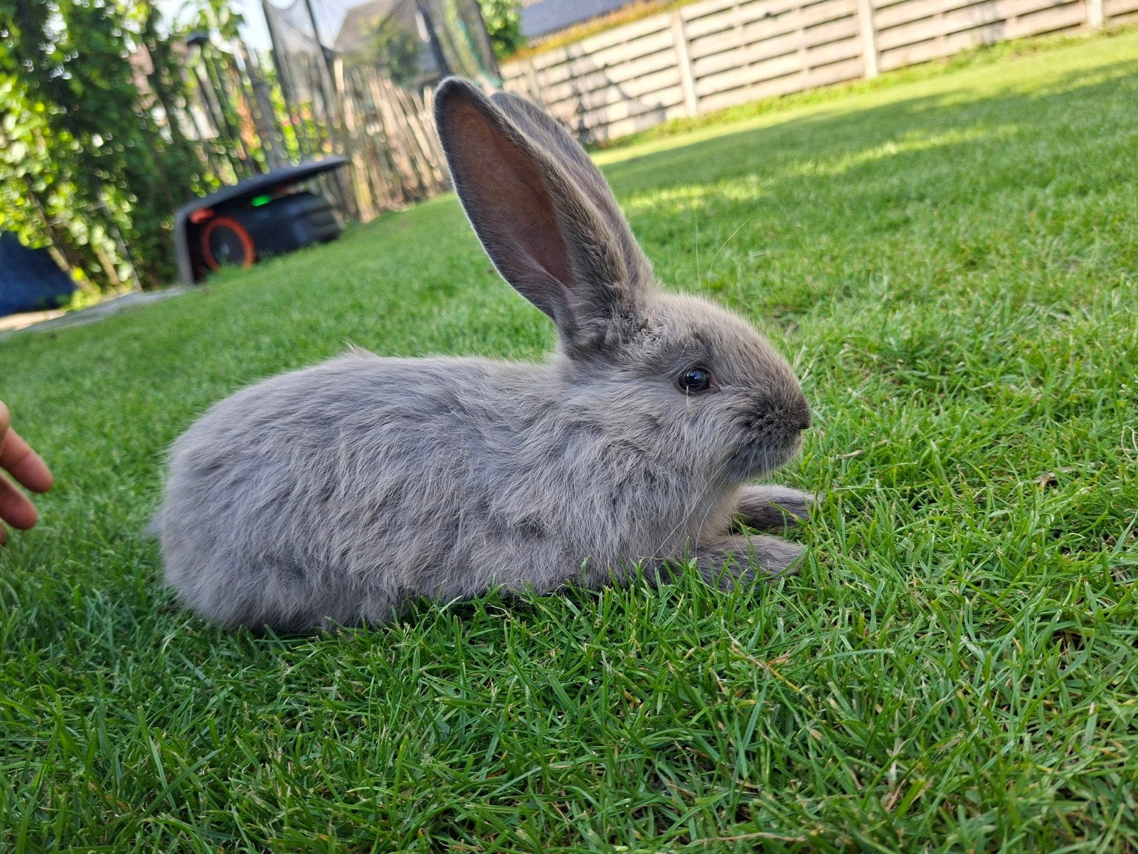 5 vlaamse reusjes, Dieren en Toebehoren