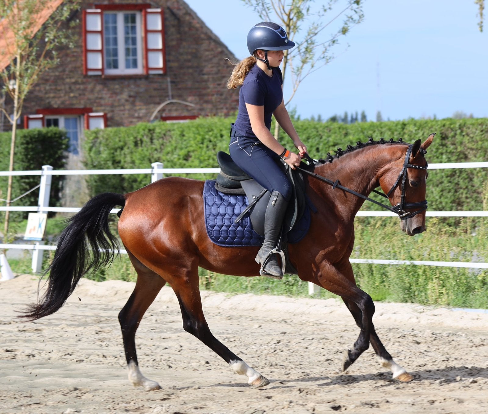 Knappe D pony, Dressuurpony