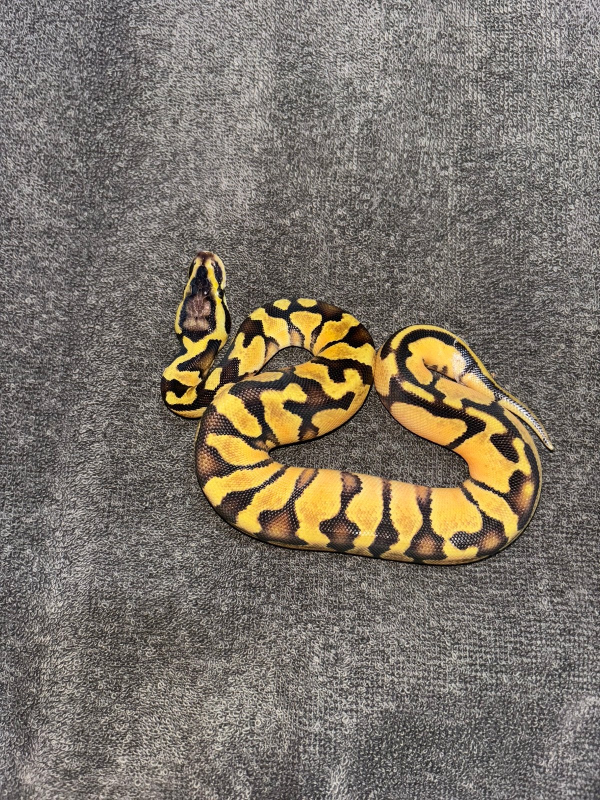 Python regius super enchi pastel hed albinos Ball Python photo 3