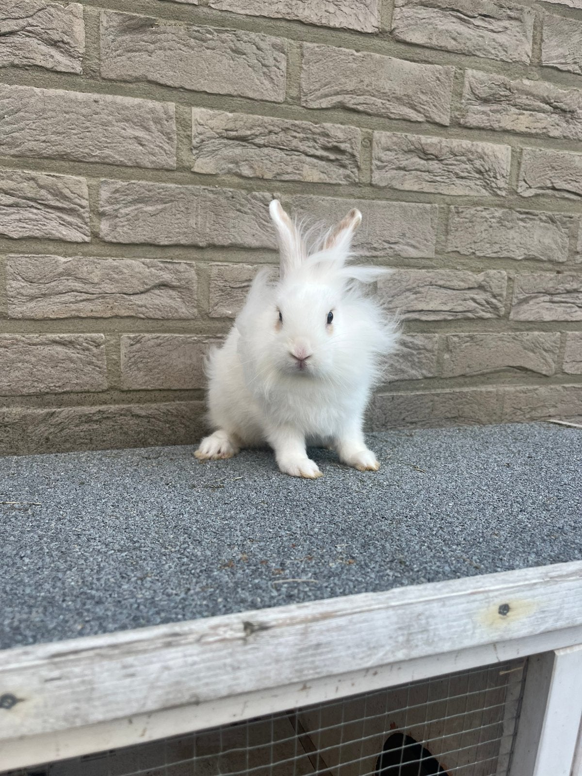 Vrouwlijk konijn, Femelle, Nain, 0 à 2 ans