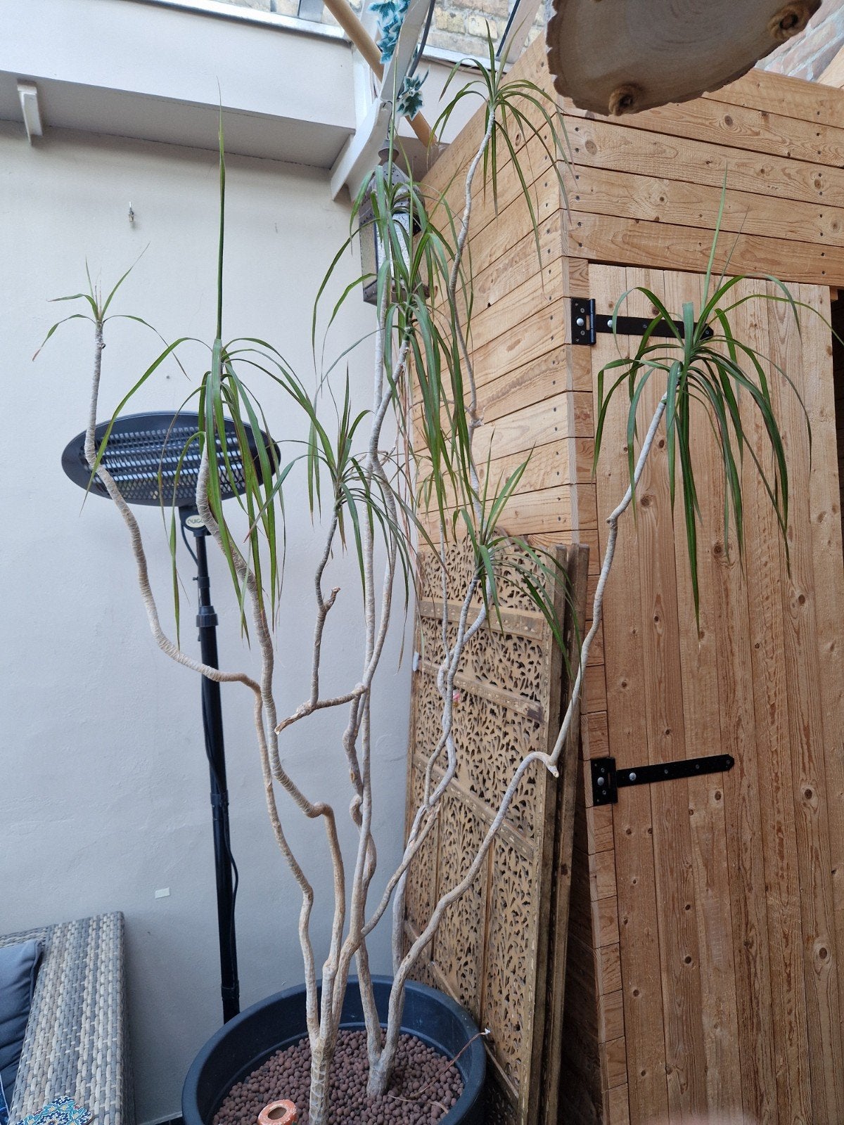 palmboom met pot 230 cm, Jardin & Terrasse, Plantes | Arbres, Enlèvement, Palmier