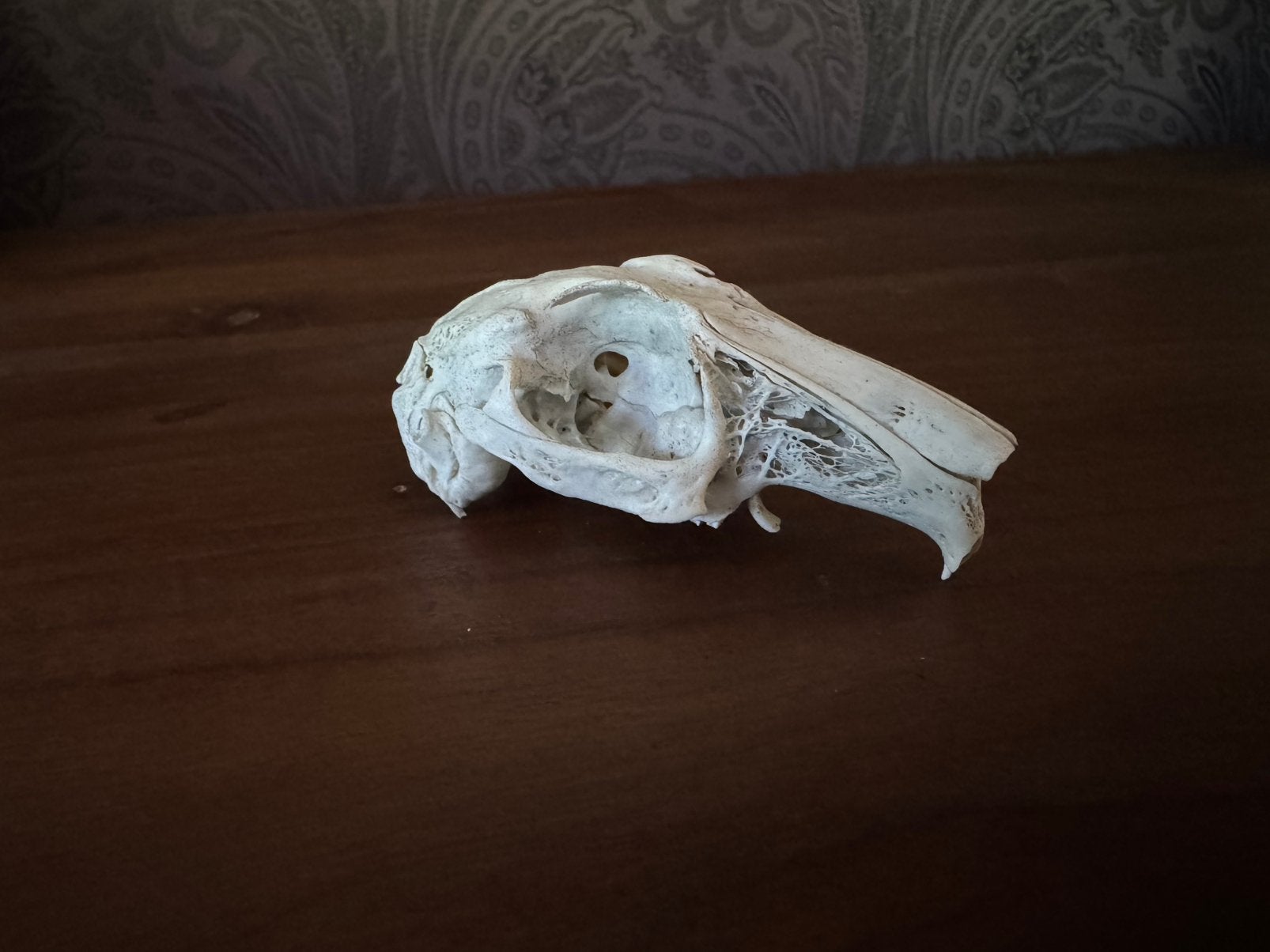Verzamelen dieren: skelet hoofd konijn ?, Verzamelen, Dierenverzamelingen, Ophalen of Verzenden, Gebruikt, Wild dier, Schedel