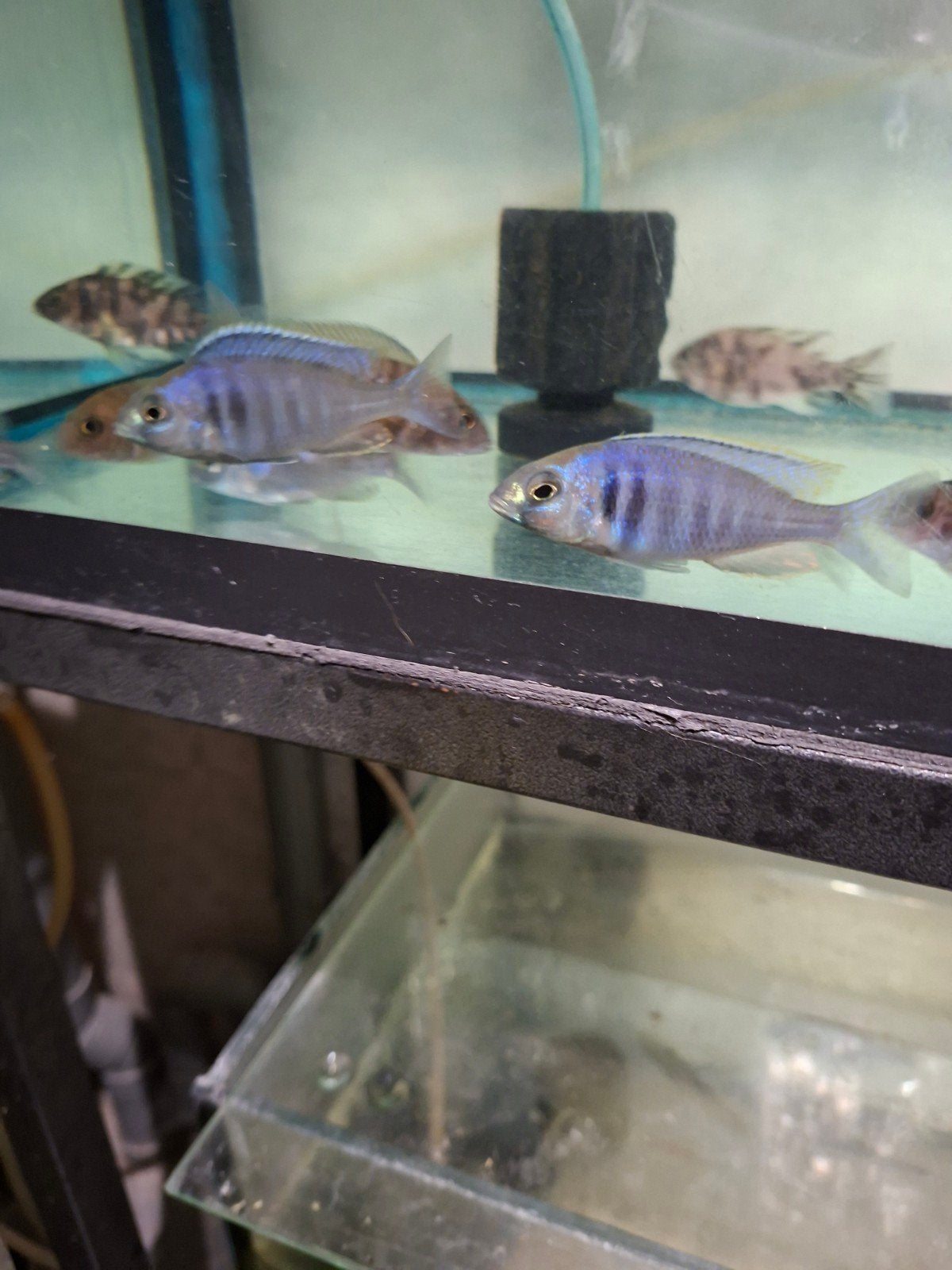 cichlides malawi placidochromis electra 7-8 cm