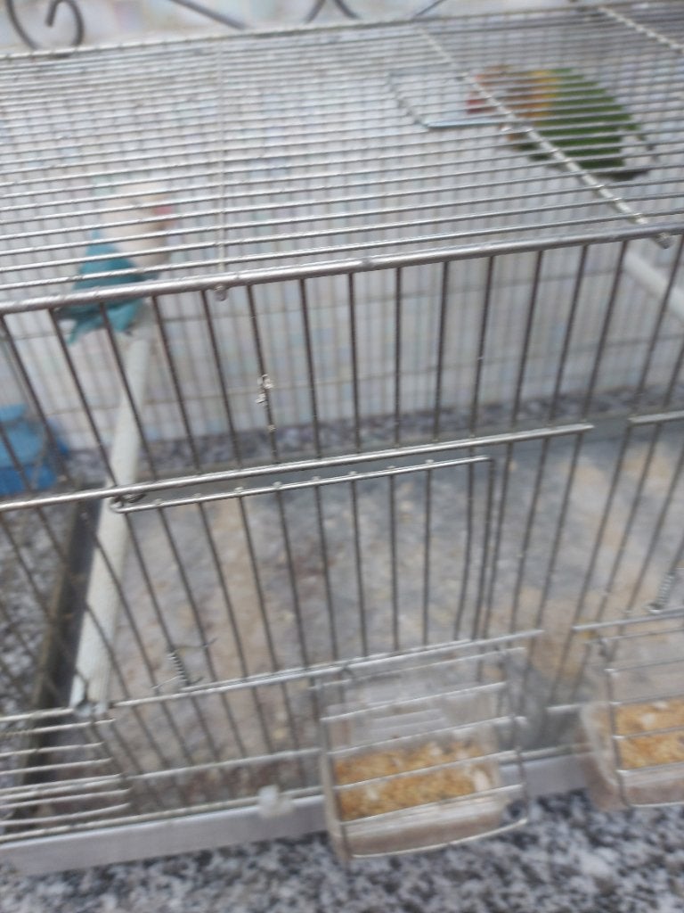 Kppl ficherie 2025, Meerdere dieren, Dwergpapegaai of Agapornis, Geringd
