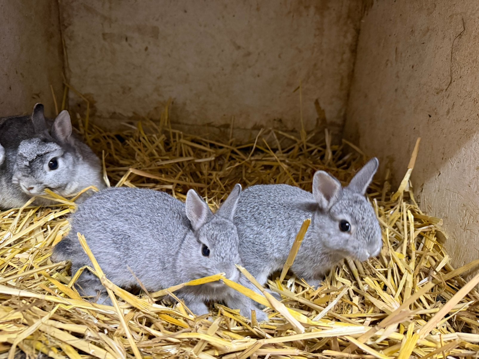 Kleurdwergen chinchilla, Animaux & Accessoires, Lapins