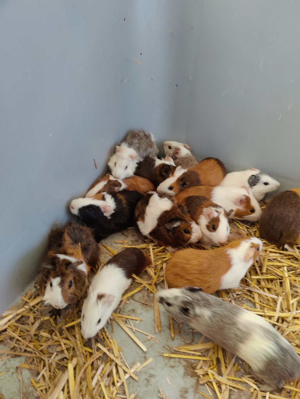 cavia keuze uit 30 stuks, Mars, Plusieurs animaux, Cobaye