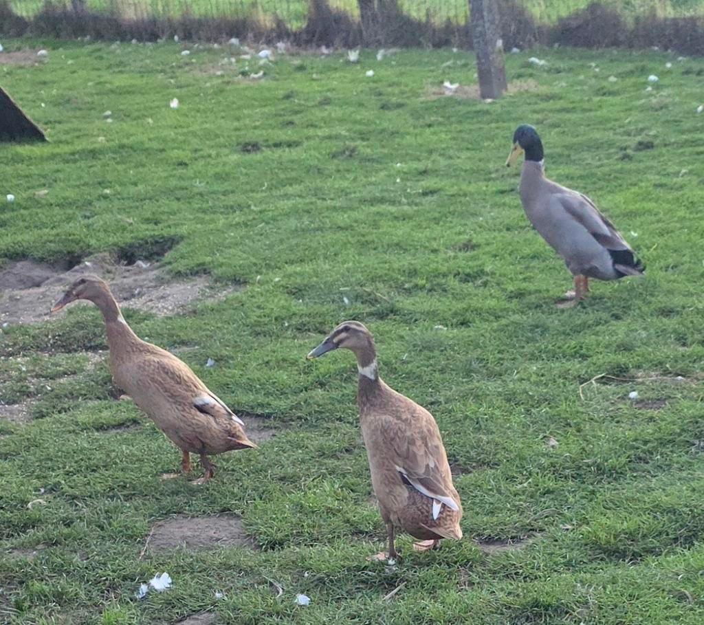 Indische loopeenden broedeieren, Dieren en Toebehoren, Geslacht onbekend, Eend