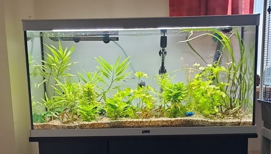 aquarium 200 l et tous les accessoires, Animaux & Accessoires, Aquatlantis, Aquarium vide, Comme neuf, Enlèvement