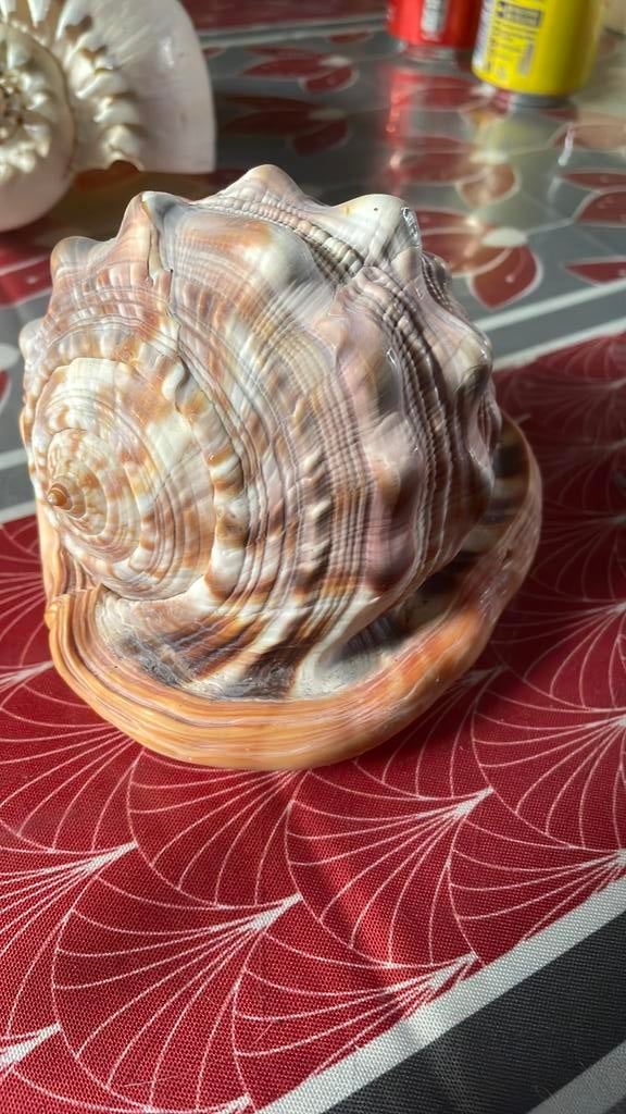 Coquillages, Enlèvement ou Envoi, Coquillage(s)