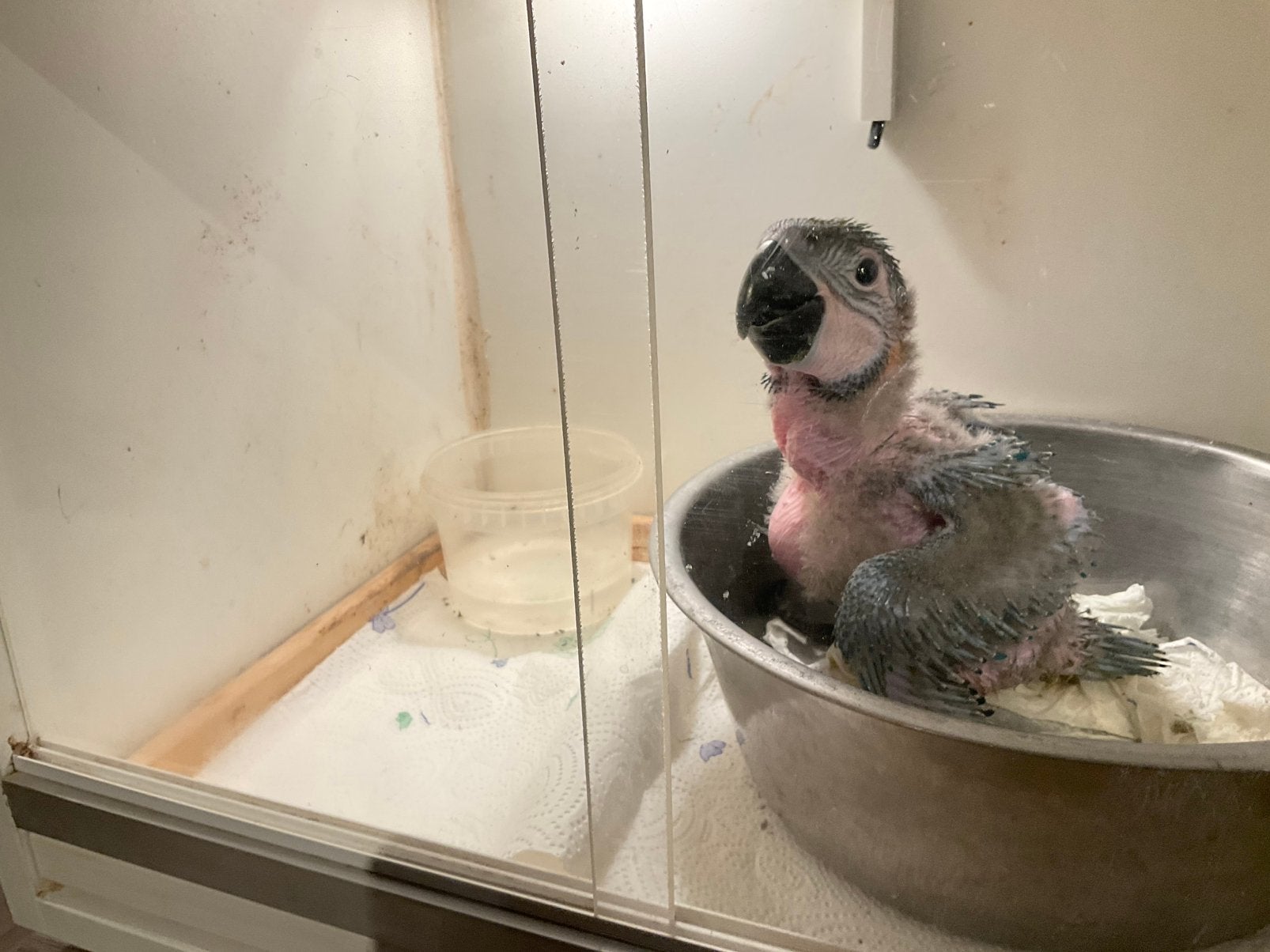Jongen ara 6weken oud, Dieren en Toebehoren, Geslacht onbekend, Papegaai, Tam