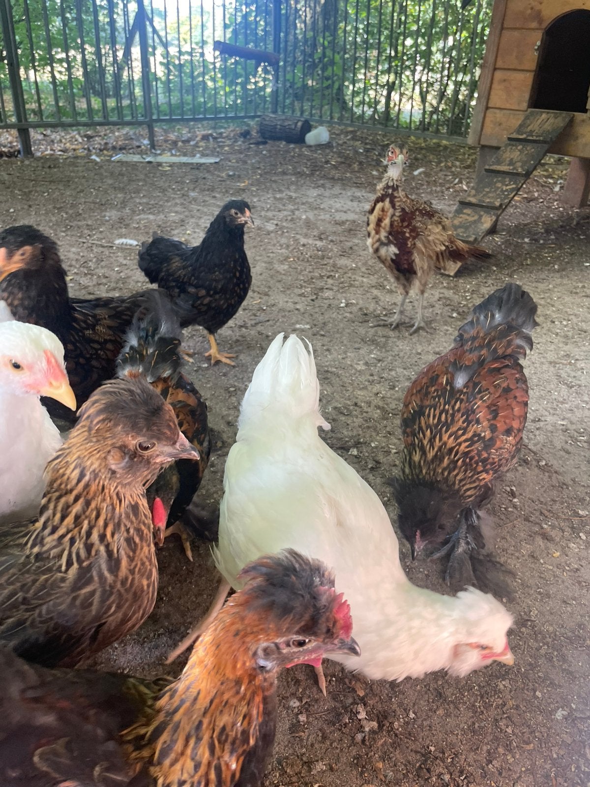 16 kippen voor €75, Dieren en Toebehoren, Pluimvee, Meerdere dieren, Kip