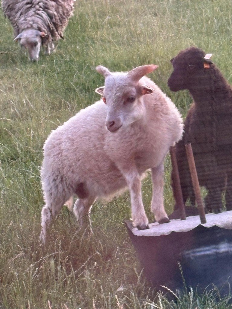 te koop oussantlam (ram) ouders met stamboom, Meerdere dieren, Schaap, 0 tot 2 jaar