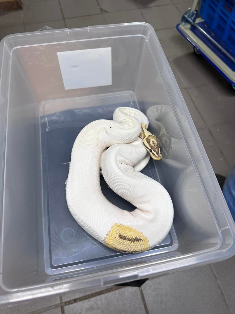 Ballpython