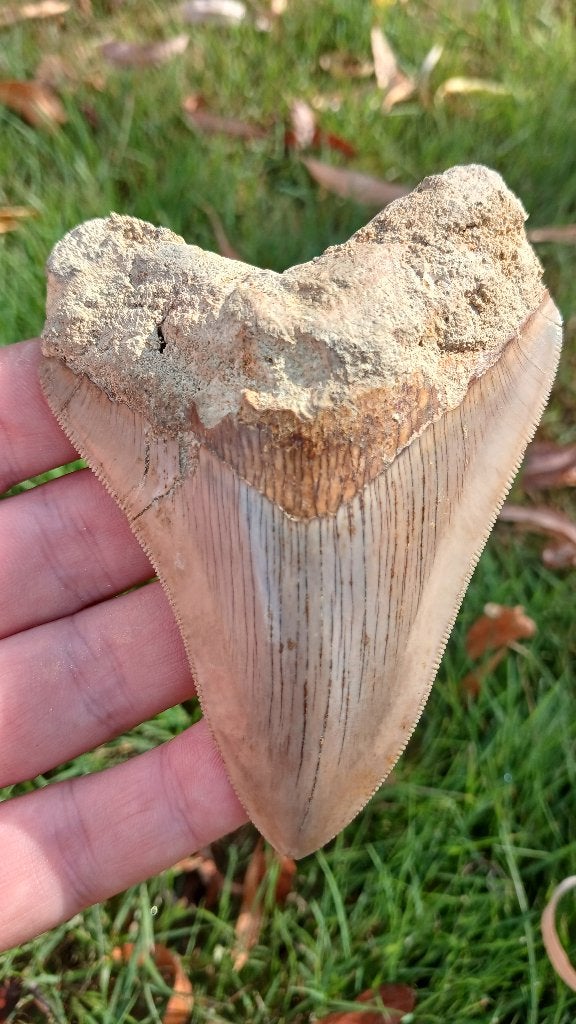 Megalodon haaientand fossiel uit Indonesië, Verzamelen, Mineralen en Fossielen, Ophalen of Verzenden, Fossiel