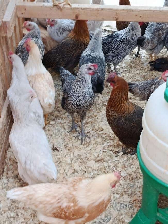 crème legbar + poule silver + poule d'or action 5+1/10+3, Femelle, Poule ou poulet