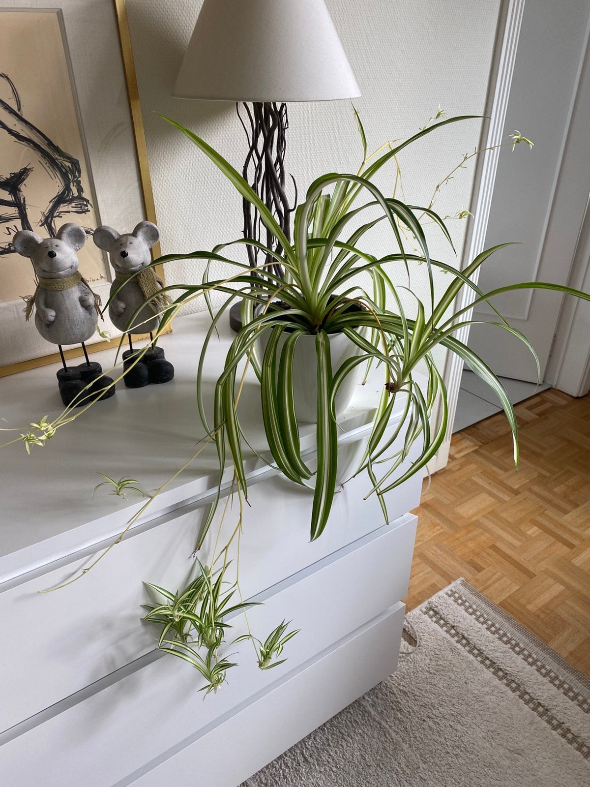 Plante d’intérieur avec cache pot, Enlèvement, En pot, Ombre partielle