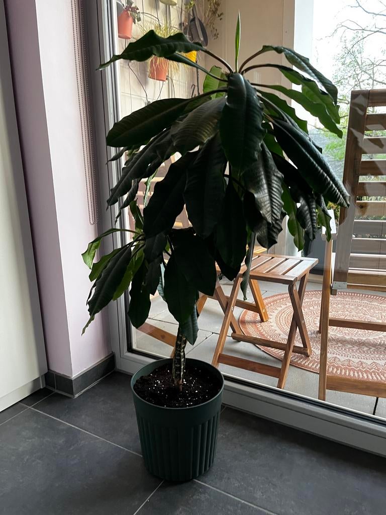 Plant - Euphorbia Leuconeura, Ophalen