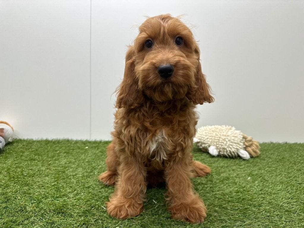Chiots Cockapoo (F1), Maladie de Carré (chiens), Chien (mâle), Autres races, Belgique