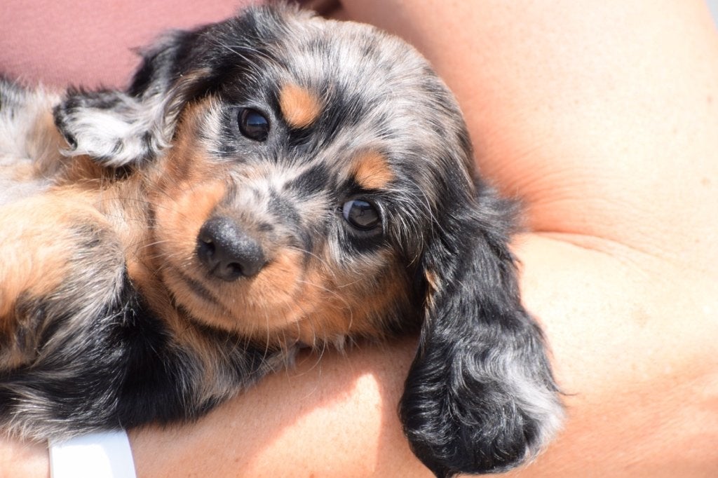 Chiots teckel, Animaux & Accessoires, Chiens | Teckels & Bassets, Poils longs, Plusieurs, Nain, Belgique