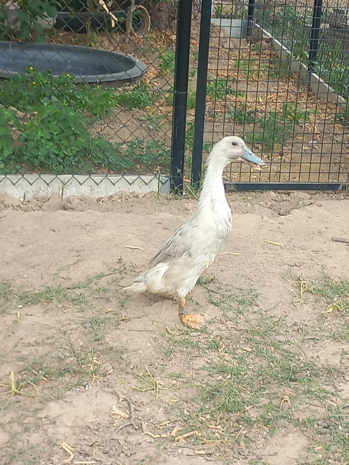 parelgrijze loopeend, Dieren en Toebehoren, Pluimvee