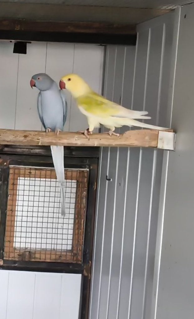 Halsbanden, Dieren en Toebehoren, Vogels | Parkieten en Papegaaien, Meerdere dieren, Geringd