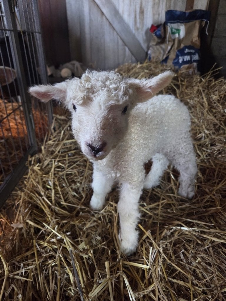Devon en Cornwell longwool ramlam met stamboom, Mannelijk, Schaap, 0 tot 2 jaar